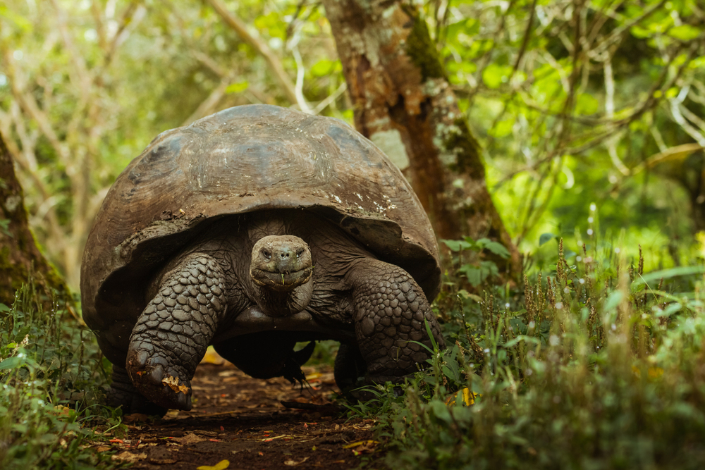 A-giant-galapagos-tortoise