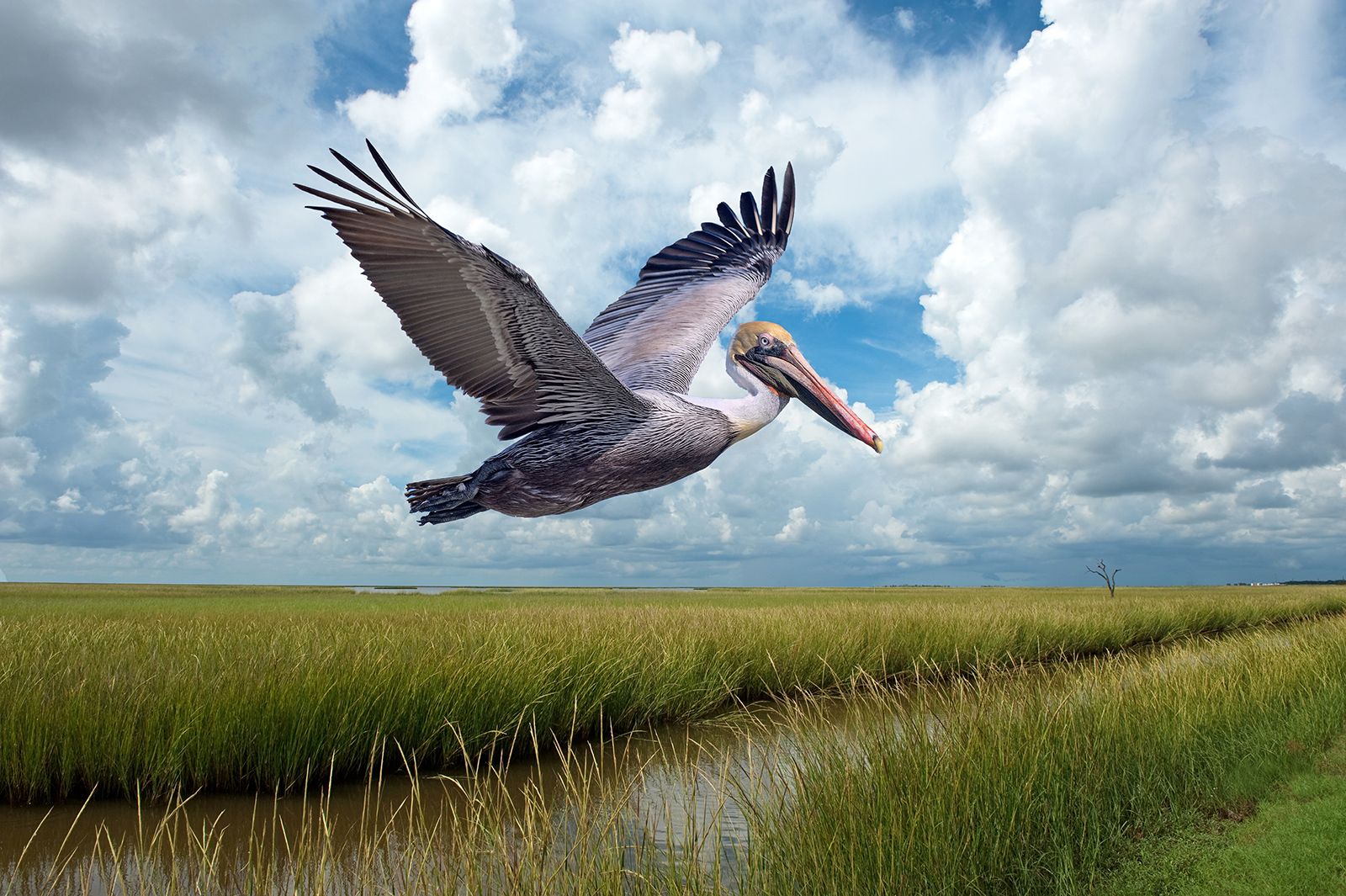 Brown-Pelican-in-Flight-Over-Marshlands-at-Grand-Isle