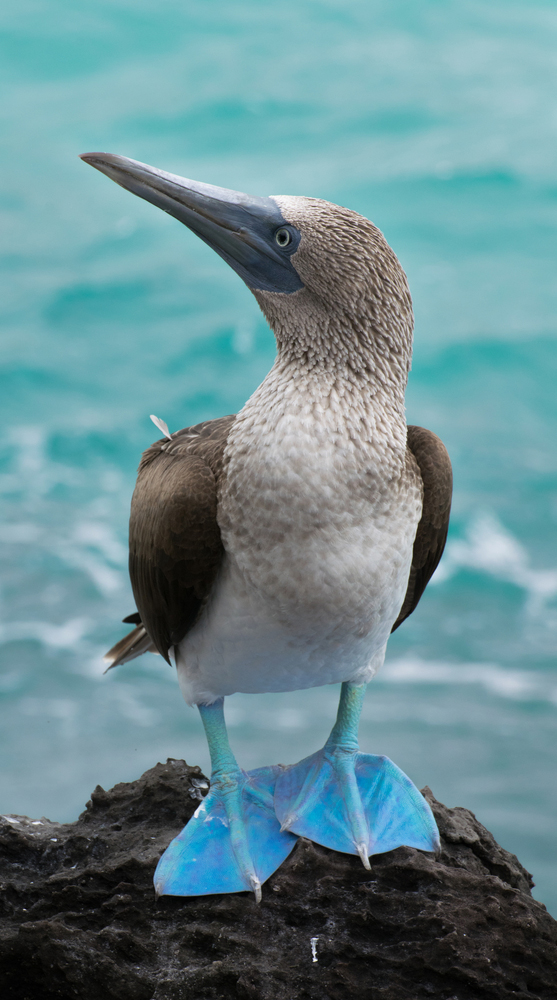 Galapagos-booby-by-the-blue-sea