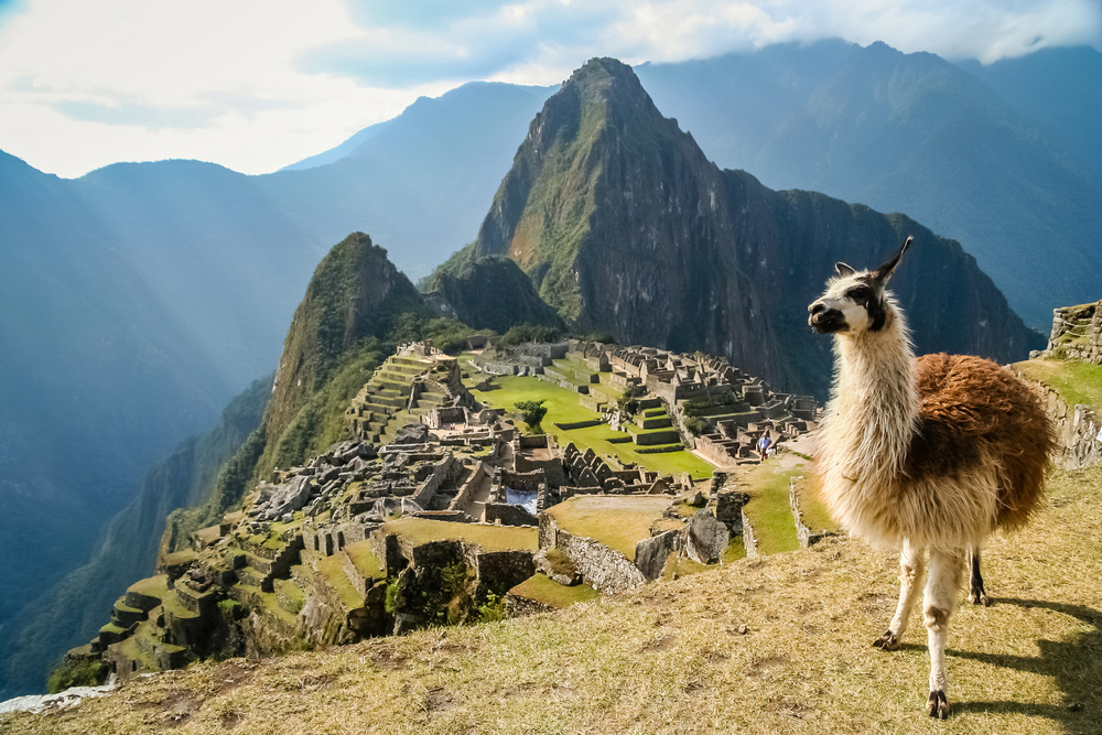 Llama-in-front-of-ancient-inca-town-of-Machu-Picchu