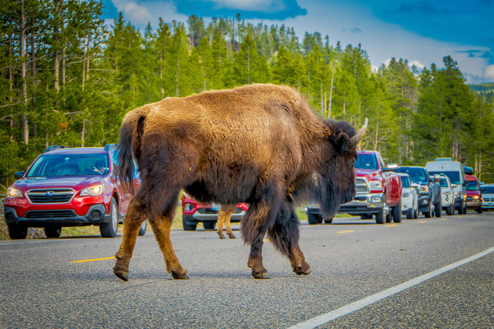 Outdoor-view-of-american-Bison-crossing-the-road-in-Yelowstone