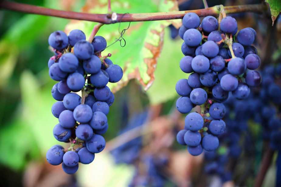cabernet-grapes