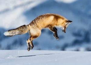 fox-jumping