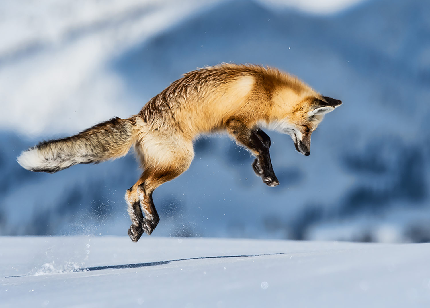 fox-jumping