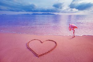pink-sand-beach-with-flamingo