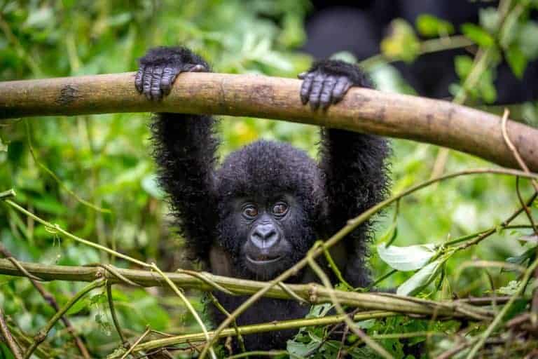 Go Wild! Our Top 5 African Lodges For Gorilla Trekking